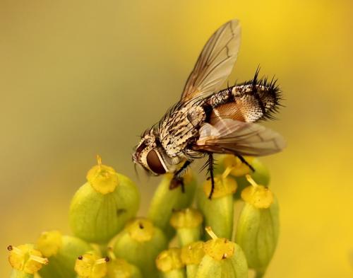 Réf. 115 529 : Frontina laeta
