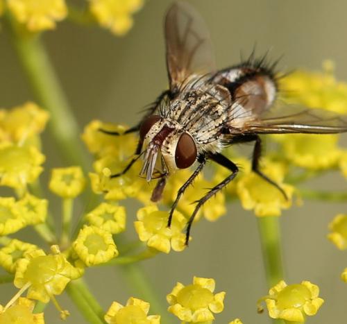 Frontina laeta