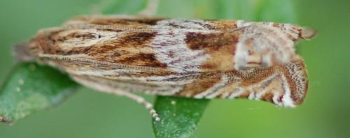 Réf. 115 177 : Eucosma sp.
