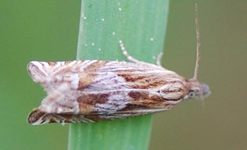 Eucosma sp.