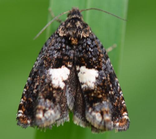 Epiblema sp.