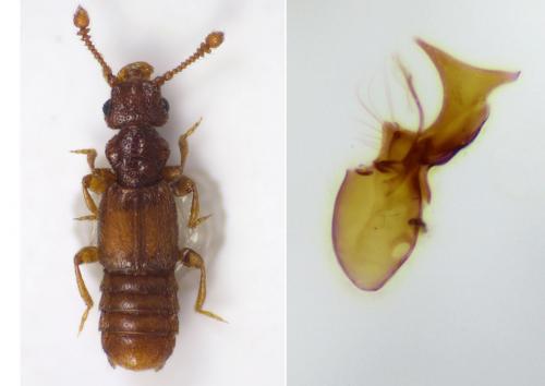 Euplectus tholini