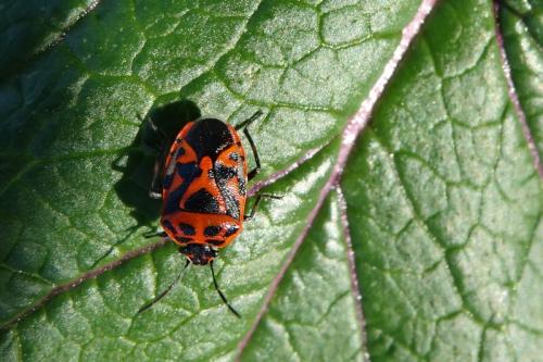 Réf. 115 882 : Eurydema ornata