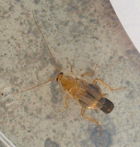 Planuncus vinzi