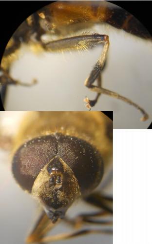 Réf. 115 659 : Eristalis similis