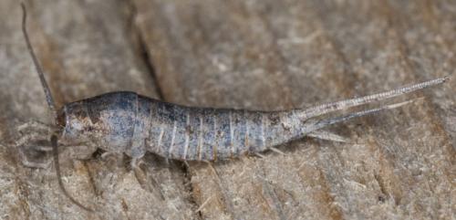 Lepismachilis sp.
