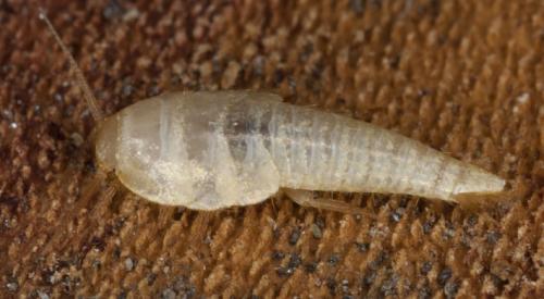 Tricholepisma sp.