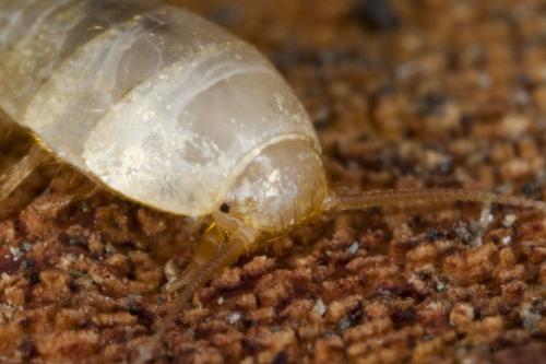 Tricholepisma sp.