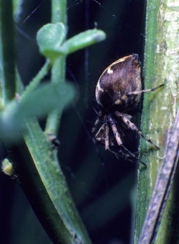 Réf. 115 611 : Oxyopes sp.