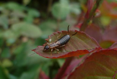 Forficula auricularia