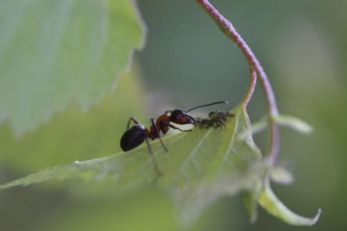 Formica rufa