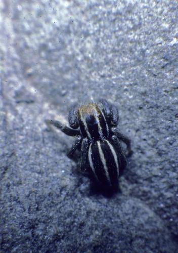Phlegra bresnieri
