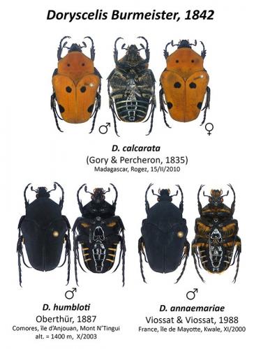 Doryscelis divers