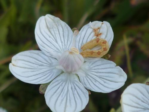 Réf. 115 076 : Eupithecia satyrata