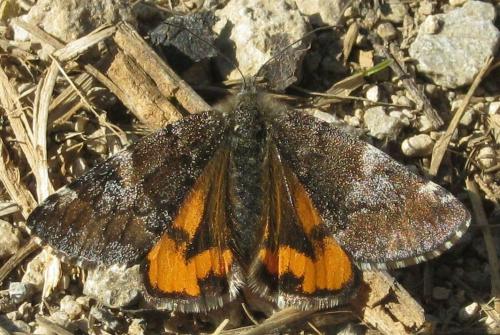 Archiearis parthenias