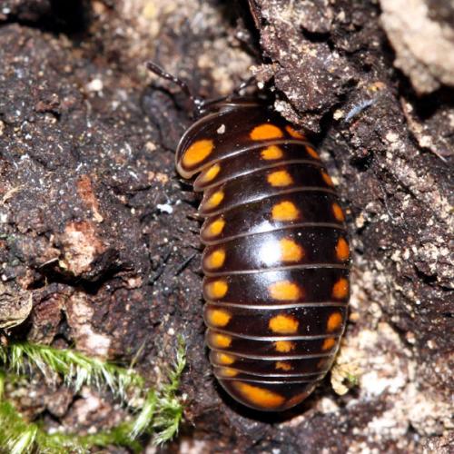 Glomeris valesiaca