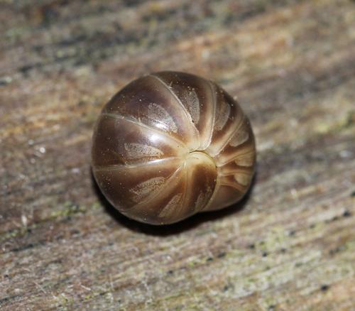 Onychoglomeris castanea