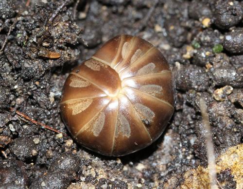 Onychoglomeris castanea