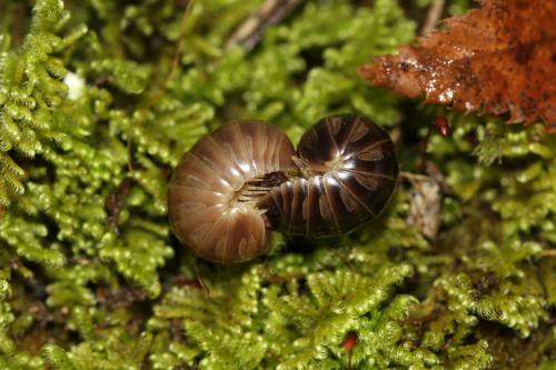 Onychoglomeris castanea