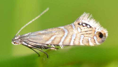 Réf. 115 041 : Glyphipterix thrasonella