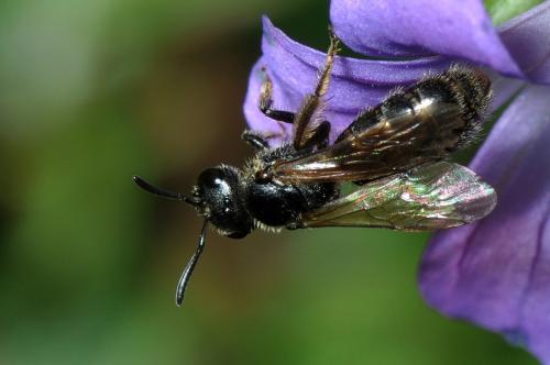Lasioglossum sp.
