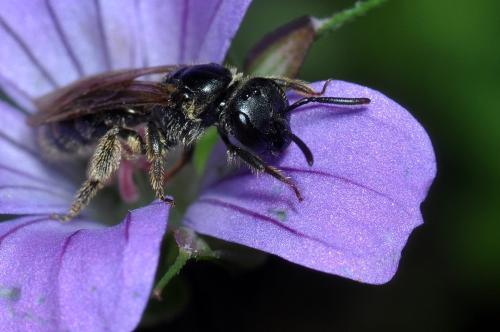 Lasioglossum sp.