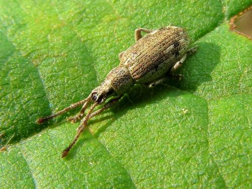 Simmeiropsis cremieri