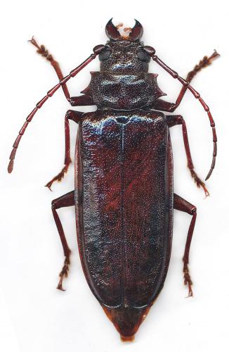 Réf. 115 300 : Cacodacnus hebridanus