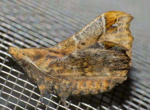 Odontopacha fenestrata