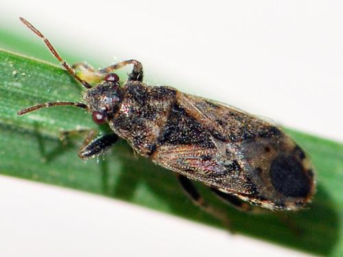 Réf. 115 868 : Heterogaster urticae