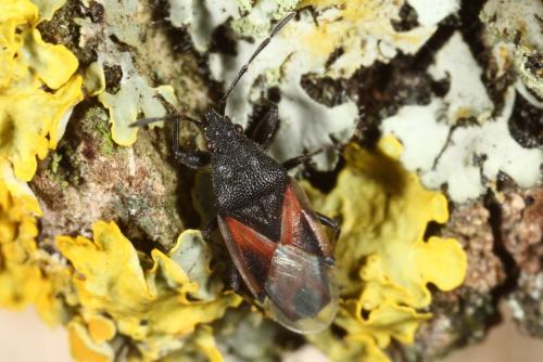Réf. 115 289 : Oxycarenus lavaterae