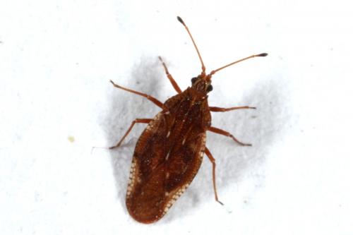 Physatocheila sp.