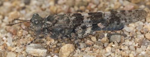 Sphingonotus sp.