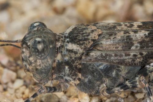 Sphingonotus sp.