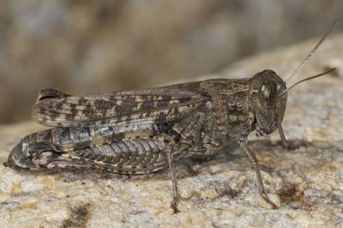 Réf. 115 147 : Calliptamus sp.