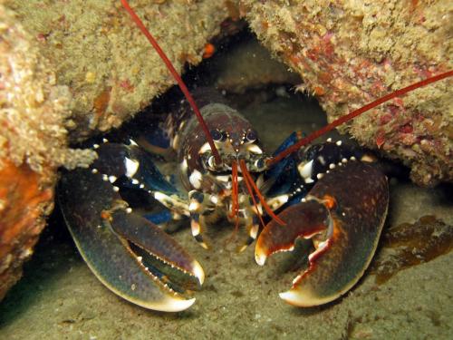 Réf. 115 128 : Homarus gammarus
