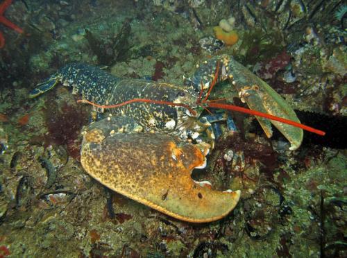 Réf. 115 175 : Homarus gammarus