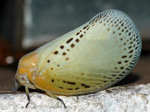 Poekilloptera phalaenoides