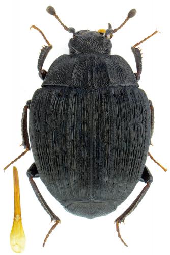 Réf. 115 398 : Onthophilus globulosus
