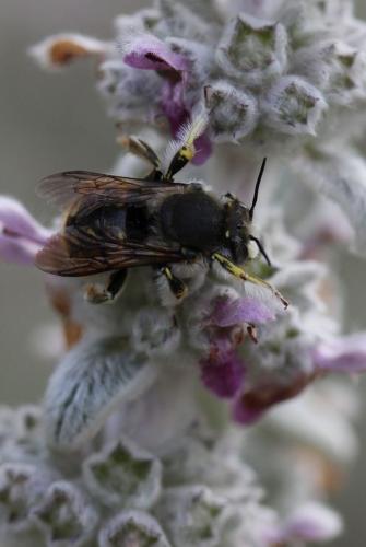Anthidium manicatum