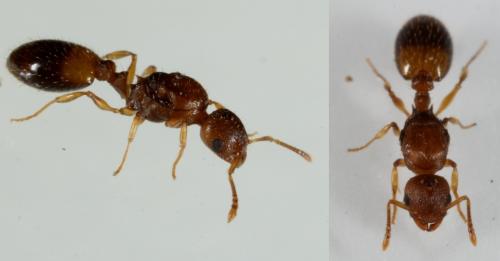 Temnothorax nylanderi