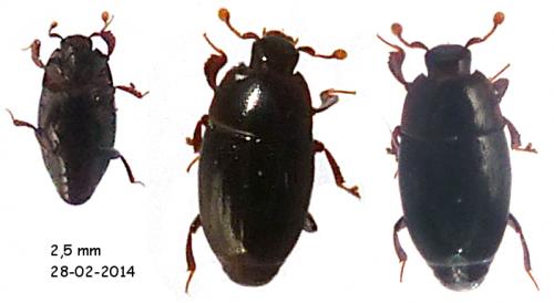 Réf. 115 570 : Paromalus flavicornis