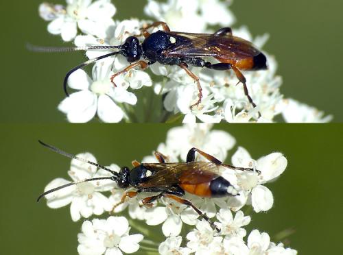 Réf. 115 591 : Ichneumon sp.