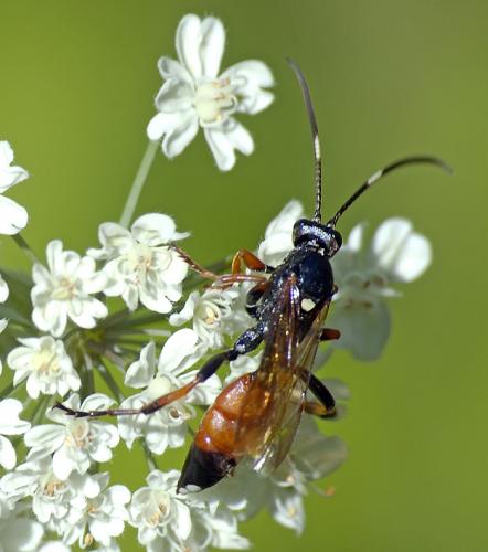 Réf. 115 592 : Ichneumon sp.