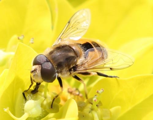 Réf. 115 484 : Eristalis arbustorum