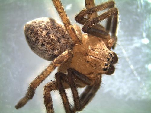 Olios argelasius