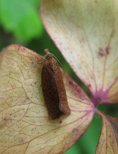 Réf. 115 998 : Celypha rufana