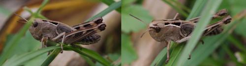Réf. 115 233 : Arcyptera fusca