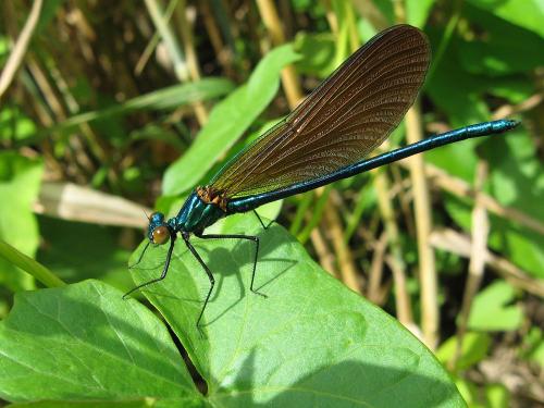 Calopteryx virgo