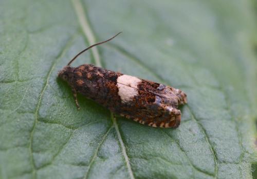 Epiblema sticticana